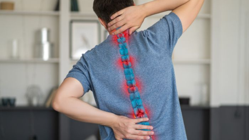 spinal cord